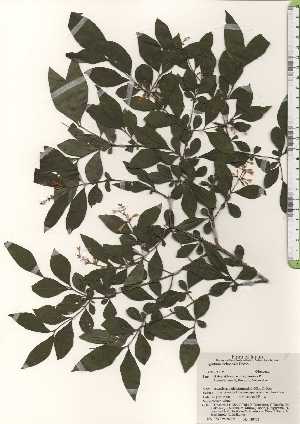  ( - TW024307)  @11 [ ] Copyright (2021) Unspecified Forestry and Forest Products Research Institute