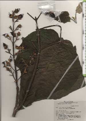  ( - TW024326)  @11 [ ] Copyright (2021) Unspecified Forestry and Forest Products Research Institute
