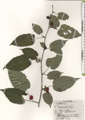  (Rubus kisoensis - TW024350)  @11 [ ] Copyright (2021) Unspecified Forestry and Forest Products Research Institute