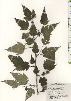  (Rubus palmatus var. coptophyllus x R. kisoensis - TW024351)  @11 [ ] Copyright (2021) Unspecified Forestry and Forest Products Research Institute