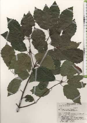  ( - TW024365)  @11 [ ] Copyright (2021) Unspecified Forestry and Forest Products Research Institute