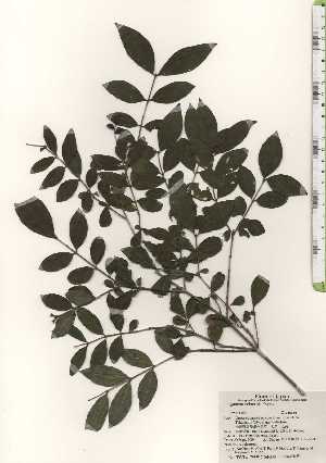  ( - TW024410)  @11 [ ] Copyright (2021) Unspecified Forestry and Forest Products Research Institute