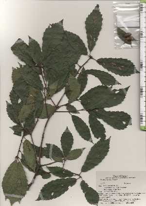  ( - TW024504)  @11 [ ] Copyright (2021) Unspecified Forestry and Forest Products Research Institute