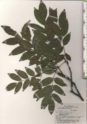  ( - TW024513)  @11 [ ] Copyright (2021) Unspecified Forestry and Forest Products Research Institute