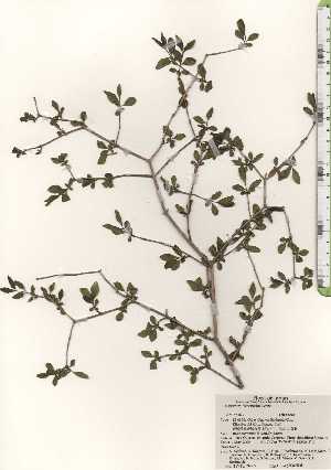  ( - TW024595)  @11 [ ] Copyright (2021) Unspecified Forestry and Forest Products Research Institute