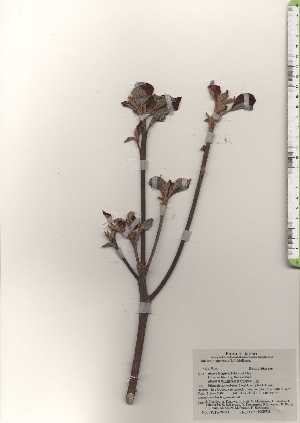  ( - TW024623)  @11 [ ] Copyright (2021) Unspecified Forestry and Forest Products Research Institute