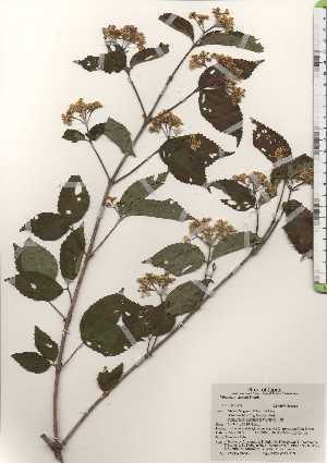  ( - TW024645)  @11 [ ] Copyright (2021) Unspecified Forestry and Forest Products Research Institute