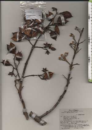  ( - TW024646)  @11 [ ] Copyright (2021) Unspecified Forestry and Forest Products Research Institute