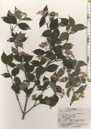  ( - TW024652)  @11 [ ] Copyright (2021) Unspecified Forestry and Forest Products Research Institute