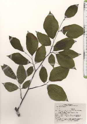  ( - TW024716)  @11 [ ] Copyright (2021) Unspecified Forestry and Forest Products Research Institute