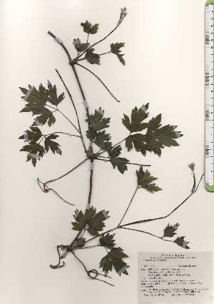  ( - TW024759)  @11 [ ] Copyright (2021) Unspecified Forestry and Forest Products Research Institute