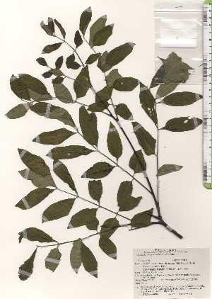  ( - TW024882)  @11 [ ] Copyright (2021) Unspecified Forestry and Forest Products Research Institute