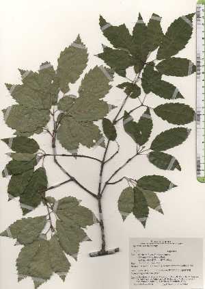  ( - TW024912)  @11 [ ] Copyright (2021) Unspecified Forestry and Forest Products Research Institute