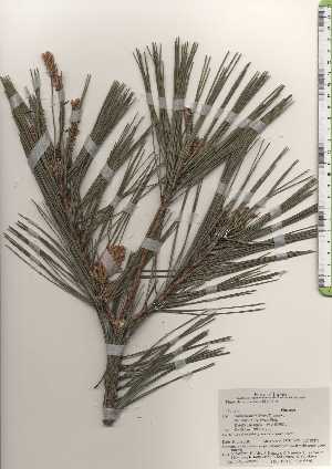  ( - TW024960)  @11 [ ] Copyright (2021) Unspecified Forestry and Forest Products Research Institute