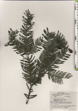  (Cephalotaxus harringtonia var. nana - TW024989)  @11 [ ] Copyright (2021) Unspecified Forestry and Forest Products Research Institute