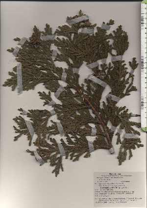  ( - TW025023)  @11 [ ] Copyright (2021) Unspecified Forestry and Forest Products Research Institute