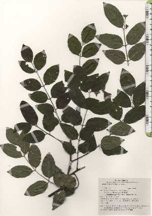  ( - TW025049)  @11 [ ] Copyright (2021) Unspecified Forestry and Forest Products Research Institute