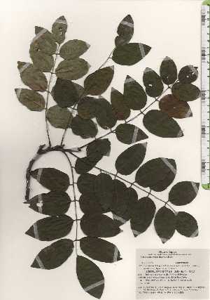  ( - TW025055)  @11 [ ] Copyright (2021) Unspecified Forestry and Forest Products Research Institute