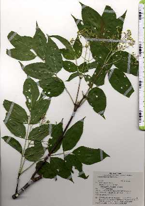  ( - TW025121)  @11 [ ] Copyright (2021) Unspecified Forestry and Forest Products Research Institute