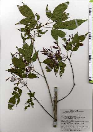  ( - TW025204)  @11 [ ] Copyright (2021) Unspecified Forestry and Forest Products Research Institute