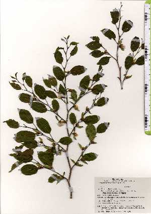  ( - TW025209)  @11 [ ] Copyright (2021) Unspecified Forestry and Forest Products Research Institute