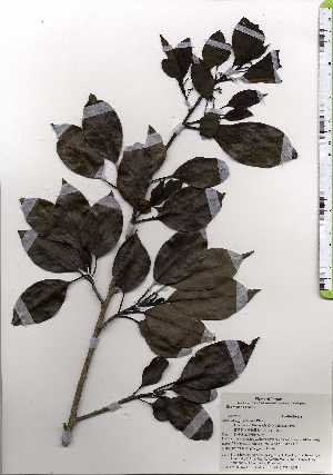  ( - TW025248)  @11 [ ] Copyright (2021) Unspecified Forestry and Forest Products Research Institute