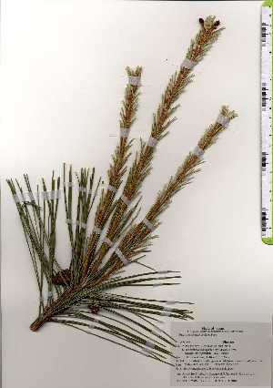  ( - TW025313)  @11 [ ] Copyright (2021) Unspecified Forestry and Forest Products Research Institute