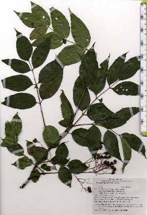  ( - TW025385)  @11 [ ] Copyright (2021) Unspecified Forestry and Forest Products Research Institute