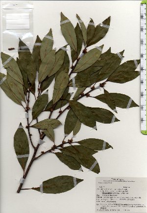  ( - TW025386)  @11 [ ] Copyright (2021) Unspecified Forestry and Forest Products Research Institute