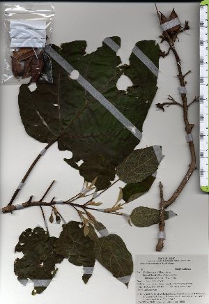  ( - TW025400)  @11 [ ] Copyright (2021) Unspecified Forestry and Forest Products Research Institute