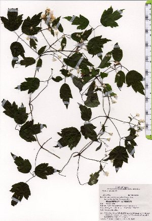  ( - TW025414)  @11 [ ] Copyright (2021) Unspecified Forestry and Forest Products Research Institute