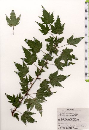  (Rubus palmatus var. coptophyllus - TW025420)  @11 [ ] Copyright (2021) Unspecified Forestry and Forest Products Research Institute
