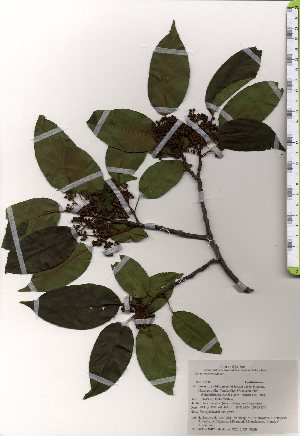  ( - TW025471)  @11 [ ] Copyright (2021) Unspecified Forestry and Forest Products Research Institute