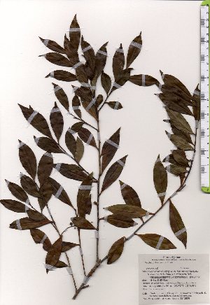  ( - TW025499)  @11 [ ] Copyright (2021) Unspecified Forestry and Forest Products Research Institute