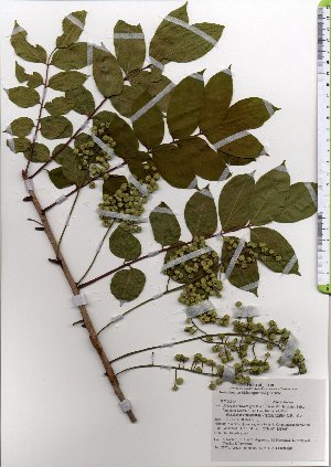  (Toxicodendron trichocarpum - TW025535)  @11 [ ] Copyright (2021) Unspecified Forestry and Forest Products Research Institute