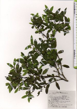  (Ilex crenata var. crenata - TW025536)  @11 [ ] Copyright (2021) Unspecified Forestry and Forest Products Research Institute