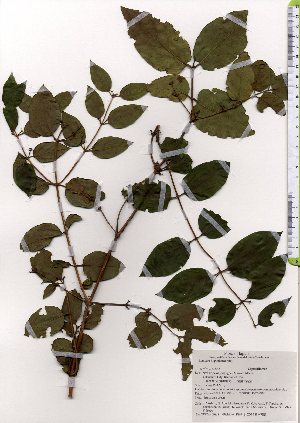  (Lonicera hypoglauca - TW025615)  @11 [ ] Copyright (2021) Unspecified Forestry and Forest Products Research Institute