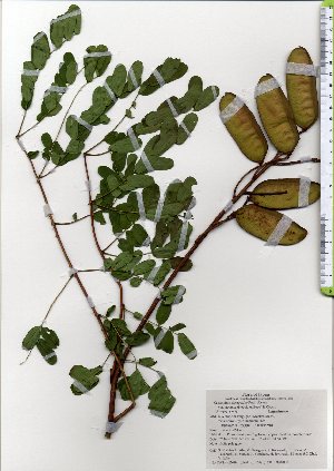  ( - TW025618)  @11 [ ] Copyright (2021) Unspecified Forestry and Forest Products Research Institute