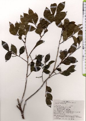  ( - TW025638)  @11 [ ] Copyright (2021) Unspecified Forestry and Forest Products Research Institute