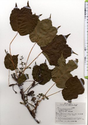  ( - TW025643)  @11 [ ] Copyright (2021) Unspecified Forestry and Forest Products Research Institute