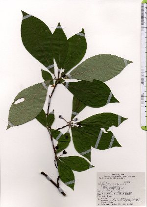  (Lindera sericea var. sericea - TW025688)  @11 [ ] Copyright (2021) Unspecified Forestry and Forest Products Research Institute