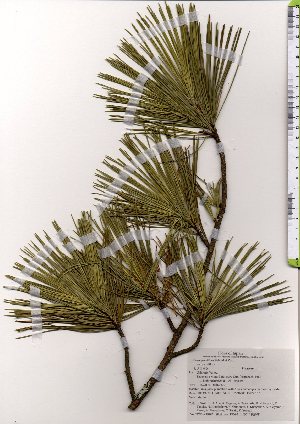  (Pinus parviflora var. parviflora - TW025807)  @11 [ ] Copyright (2021) Unspecified Forestry and Forest Products Research Institute