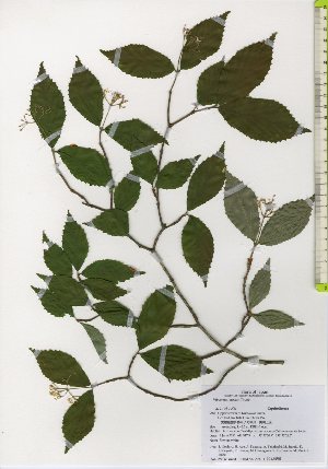  ( - TW026014)  @11 [ ] Copyright (2021) Unspecified Forestry and Forest Products Research Institute