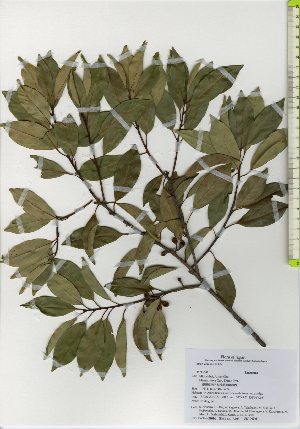  ( - TW026034)  @11 [ ] Copyright (2021) Unspecified Forestry and Forest Products Research Institute