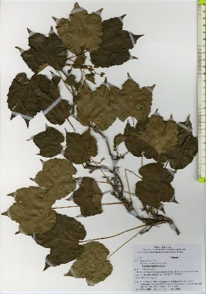  ( - TW026041)  @11 [ ] Copyright (2021) Unspecified Forestry and Forest Products Research Institute