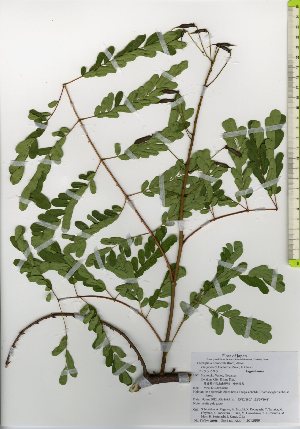  ( - TW026058)  @11 [ ] Copyright (2021) Unspecified Forestry and Forest Products Research Institute