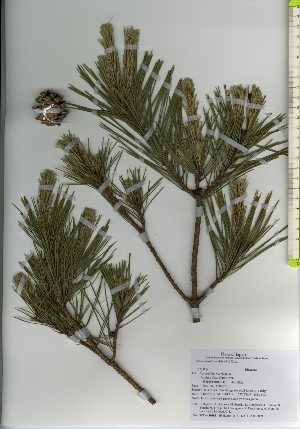  ( - TW026084)  @11 [ ] Copyright (2021) Unspecified Forestry and Forest Products Research Institute