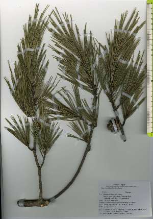  ( - TW026170)  @11 [ ] Copyright (2021) Unspecified Forestry and Forest Products Research Institute