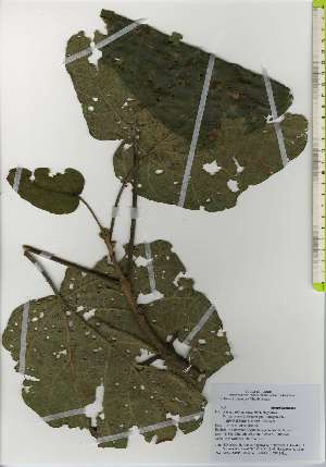  ( - TW026190)  @11 [ ] Copyright (2021) Unspecified Forestry and Forest Products Research Institute