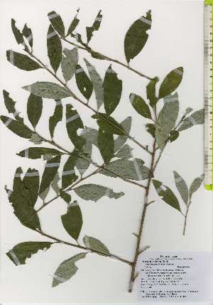  (Elaeagnus multiflora var. hortensis - TW026251)  @11 [ ] Copyright (2021) Unspecified Forestry and Forest Products Research Institute
